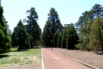 47 Ballarat Botanical Gardens