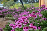 11 Geelong Botanic Gardens