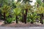 25 Geelong Botanic Gardens
