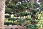 28 Geelong Botanic Gardens