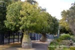 46 Geelong Botanic Gardens