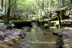 19 Mount Field National Park, Tasmania Photo Gallery
