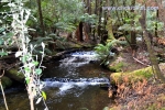 21 Mount Field National Park, Tasmania Photo Gallery