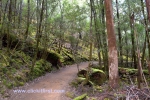 28 Mount Field National Park, Tasmania Photo Gallery