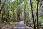 8 Mount Field National Park, Tasmania Photo Gallery
