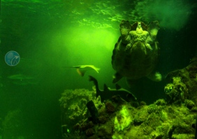 The Oceanworld Aquarium,  Dingle