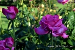 10 Victoria State Rose Garden and Mansion, Werribee