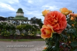 12 Victoria State Rose Garden and Mansion, Werribee