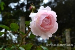 13 Victoria State Rose Garden and Mansion, Werribee