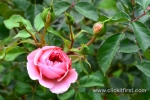 15 Victoria State Rose Garden and Mansion, Werribee