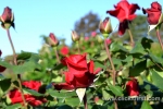 29 Victoria State Rose Garden and Mansion, Werribee