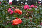 37 Victoria State Rose Garden and Mansion, Werribee