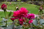 45 Victoria State Rose Garden and Mansion, Werribee