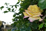 48 Victoria State Rose Garden and Mansion, Werribee