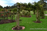 7 Victoria State Rose Garden and Mansion, Werribee