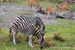 12  Werribee Zoo